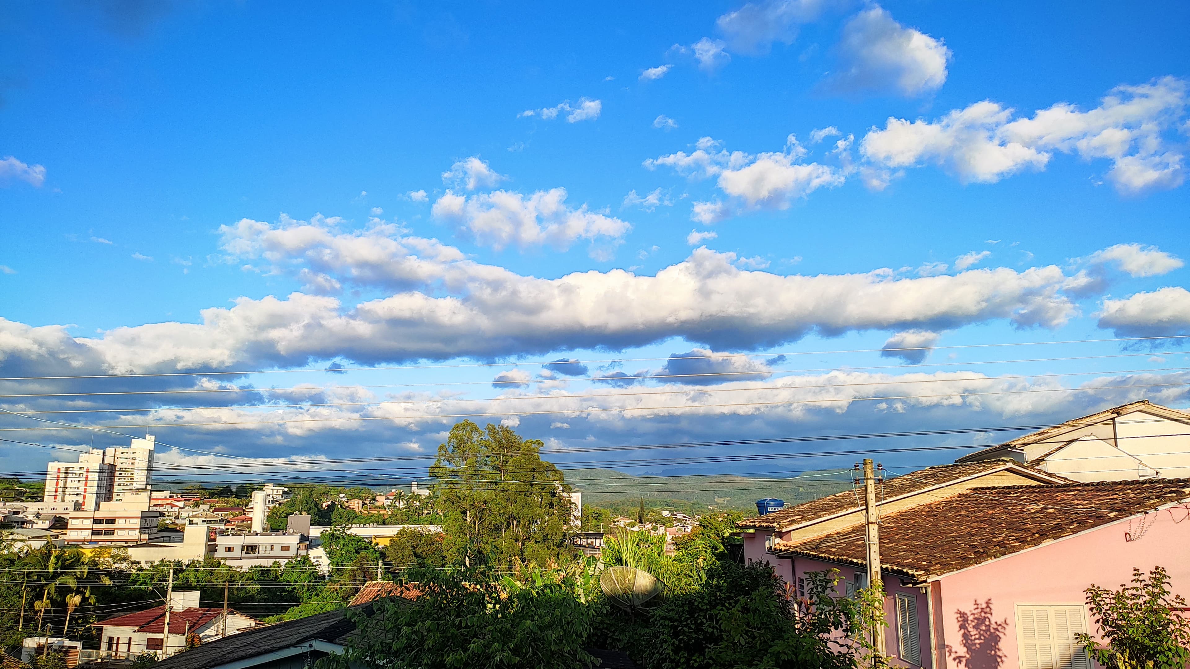 Image of flowers and other things