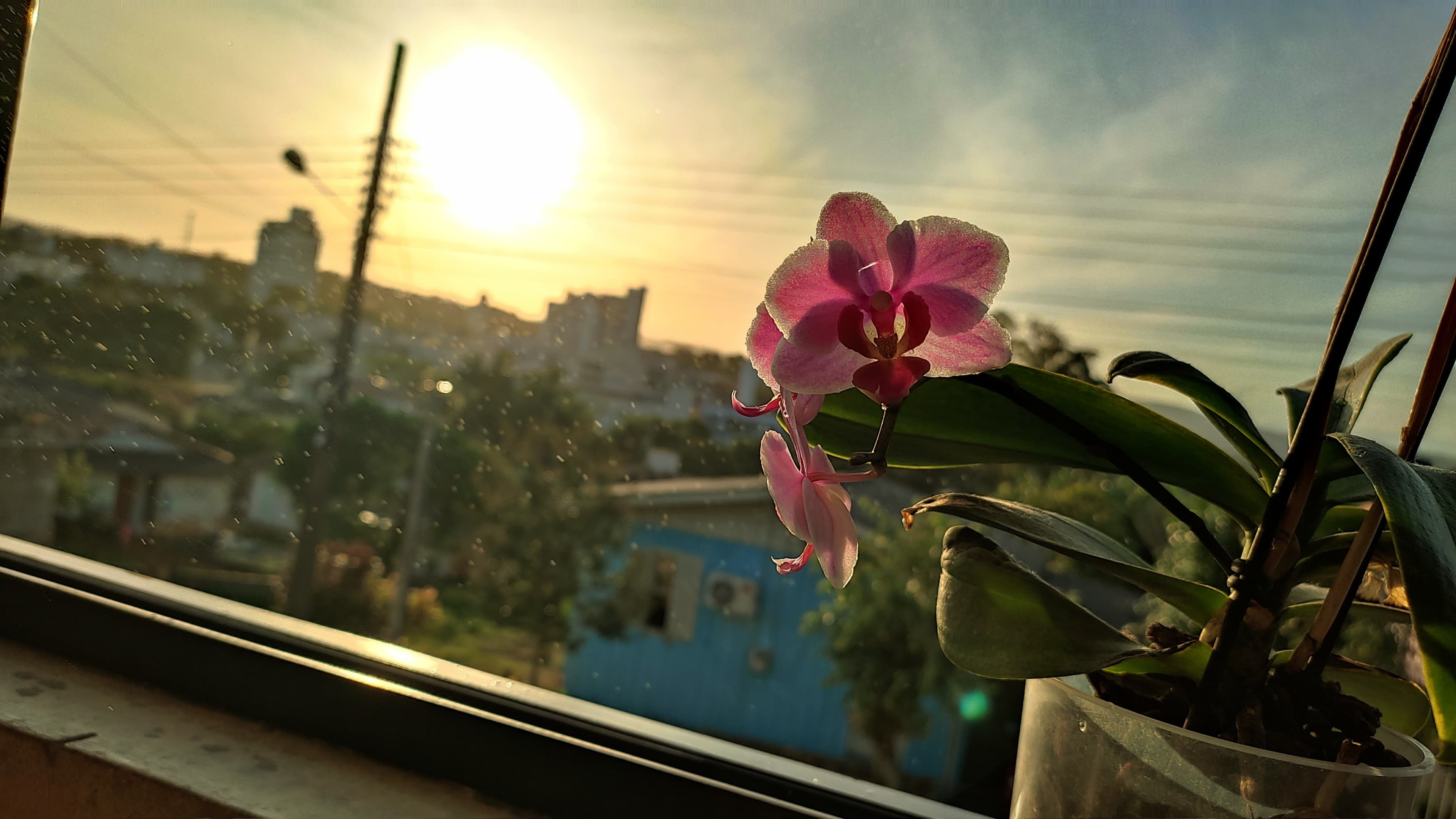 Image of flowers and other things